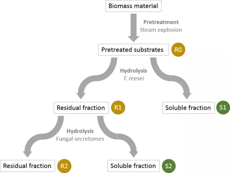 Le projet F’Unlock pour déverrouiller l'hydrolyse de la biomasse végétale à l’aide d’enzymes