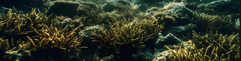 Expédition 389 : étudier les coraux hawaïens pour mieux prédire le climat de demain