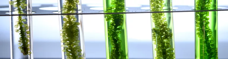 IFPEN accompagne FunCell dans le développement d’additifs biosourcés pour l’industrie papetière