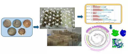 Conversion biochimique de la biomasse 