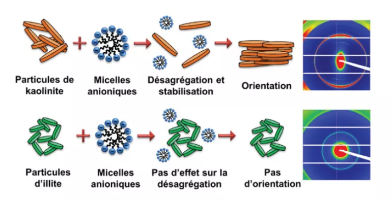 Interactions entre les minéraux argileux et les tensioactifs anioniques