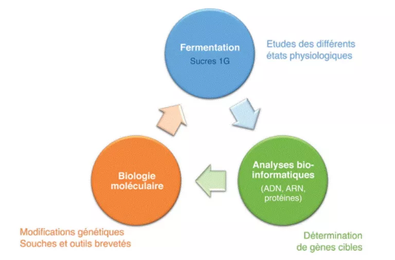 Optimisation d’un micro-organisme d’intérêt pour la bioproduction d’isopropanol et de n-butanol