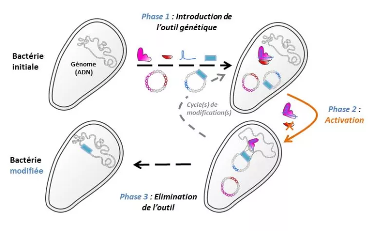 Hydrolyse de la biomasse lignocellulosique : étude des interactions enzyme-substrat (HDR 2015)