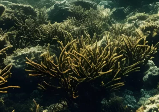 Expedition 389: studying Hawaiian corals to better predict tomorrow's climate