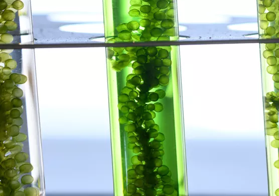 IFPEN accompagne FunCell dans le développement d’additifs biosourcés pour l’industrie papetière