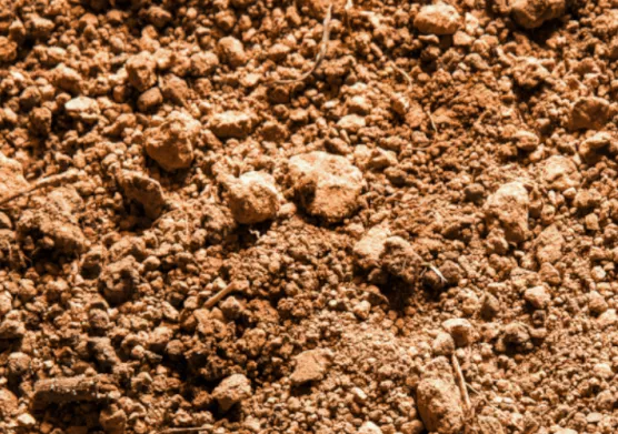Carbone des sols : Valorhiz, IFPEN et CCARBON renforcent la coopération franco-brésilienne au service de la résilience des écosystèmes