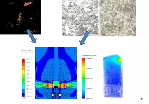 Modélisation CFD d’un fermenteur&nbsp;: implémentation d’un modèle de transfert et rhéologique.