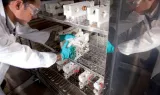 Chercheurs en blouse et gants manipulant des échantillons dans une enceinte de laboratoire